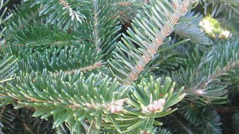 Gros plan sur les aiguilles d'un sapin baumier
